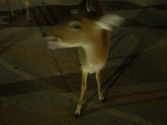 -清迈夜间动物园
