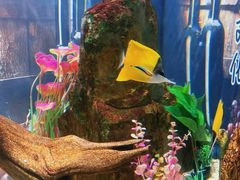 -烟台海昌鲸鲨海洋公园