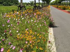 -上海长兴岛郊野公园