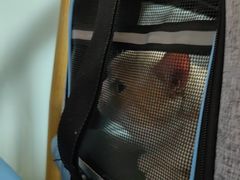 -宠福鑫动物医院(城北分院)