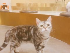 -飞行喵MR PILOT|猫舍·猫咖(静安大融城店)
