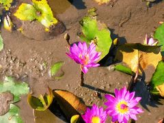 -深圳国际园林花卉博览园