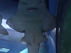 -暹罗海洋世界