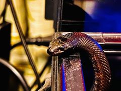 -酷以爬仙阁实体爬宠店·守宫·蜥蜴·专业繁育