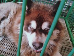 -中环花鸟鱼虫市场
