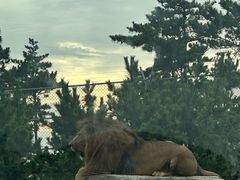 -西霞口神雕山野生动物世界