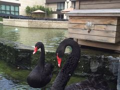 -行者书屋大堂吧 ·下午茶(南京圣和府邸酒店)