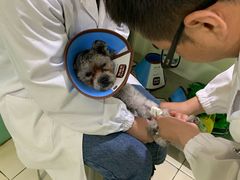 -米苏动物医院·犬猫专科·骨科外科内窥镜