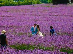 -紫颐香薰山谷景区