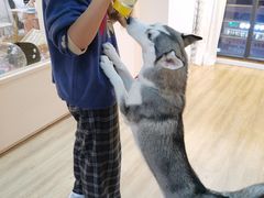 -Husky Go! 哈士奇体验馆·宠物咖啡厅狗咖