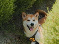 -花开海上生态园