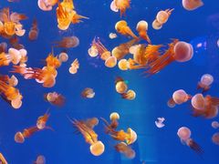 -多彩贵州城极地海洋世界