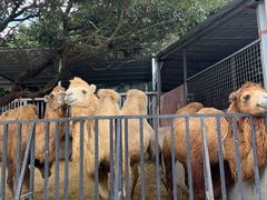 -泉州海丝野生动物世界