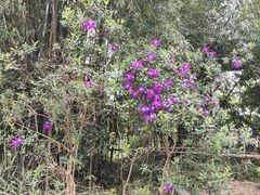-东莞植物园