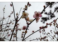 -香雪海