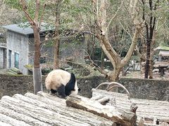 -都江堰中华大熊猫苑