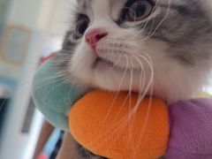 -瑞派福兴宠物医院犬猫全科·骨科·中西医结合(河东店)