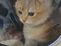 -汪喵宠物医院·骨科心脏影像·犬猫急重症ICU诊疗中心(成华分院)