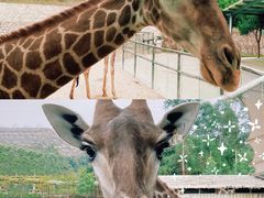 -泉州海丝野生动物世界