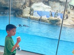 -帝企鹅自助餐厅•儿童岛•真企鹅(长隆企鹅酒店)