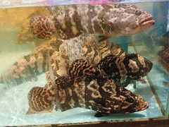 -阿伟海鲜楼·福建菜(延寿店)
