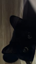 -Hair Code芭曲发型