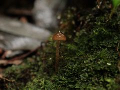 -云南屏边大围山国家公园