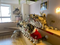 -Husky Go! 哈士奇体验馆·宠物咖啡厅狗咖