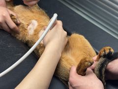 -伟伟宠物医院·CT影像中心·瑞派犬猫综合性门诊(汉口总院)