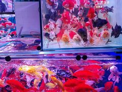 -青石桥花鸟鱼虫市场(叠翠城店)