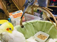 -藦茜花园宠物主题亲子互动体验馆(国顺东路店)