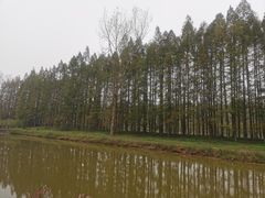 -黄海国家森林公园