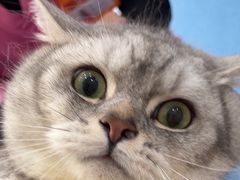 -创凡宠物医院·骨专科  猫科中心(西乡分院)