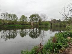 -苏记溪河鲢鱼庄(天府新区店)