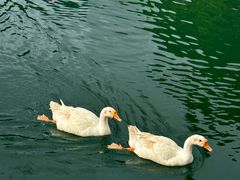 -靖西鹅泉风景区