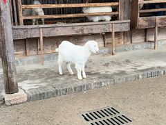 -乌村