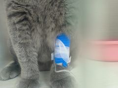 -博特宠物医院24h犬猫全科.骨科·异宠