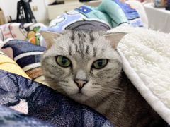-联萌宠物医院(猫病专科)