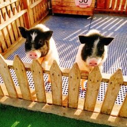 -萌宠亲子动物乐园(槐房万达店)