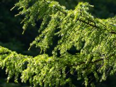 -青峰峡国家森林公园