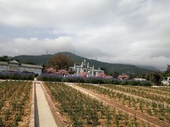 -玫瑰海岸文化旅游度假区