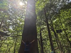 -天目山大树王景区