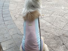 -翊宠yipet猫狗购宠庄园犬舍•猫舍