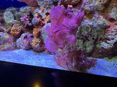 -暹罗海洋世界