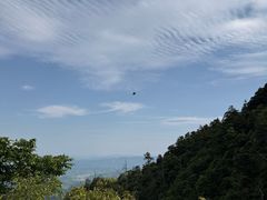 -天目山大树王景区