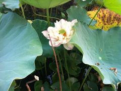 -洪湖生态旅游区