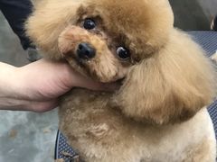 -PETKIT小佩宠物·低压洗护(国顺东路店)