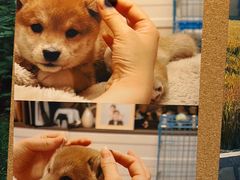 -翊宠yipet猫狗购宠庄园犬舍•猫舍