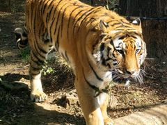 -昆明动物园