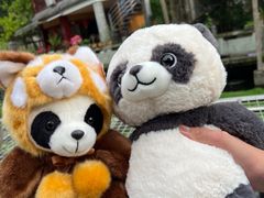 -都江堰中华大熊猫苑